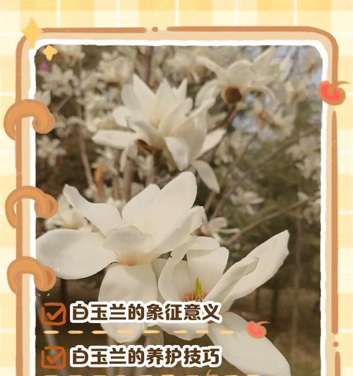 玉兰花的花语是什么？玉兰花的寓意和文化背景是什么？
