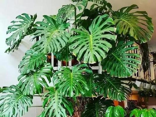 哪些花草树木能净化空气？效果如何？