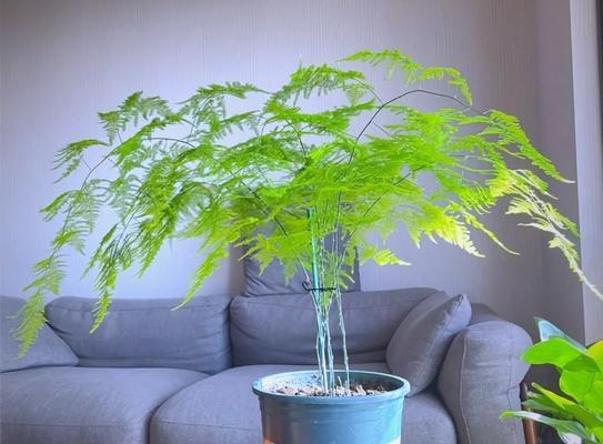 盆栽文竹适合哪种土壤？如何正确选择土壤类型？