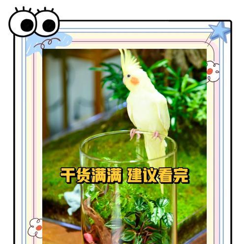 苔藓的养植方法和技巧是什么？