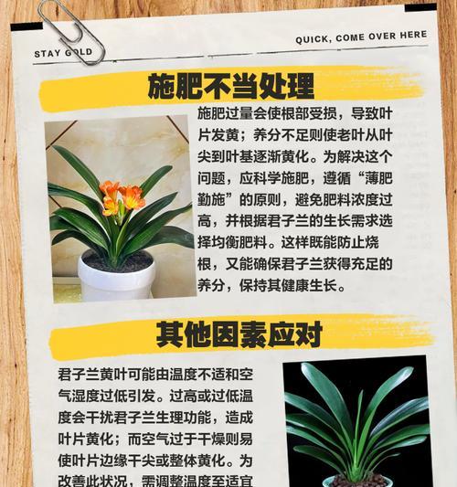 君子兰叶子下垂的常见原因有哪些？