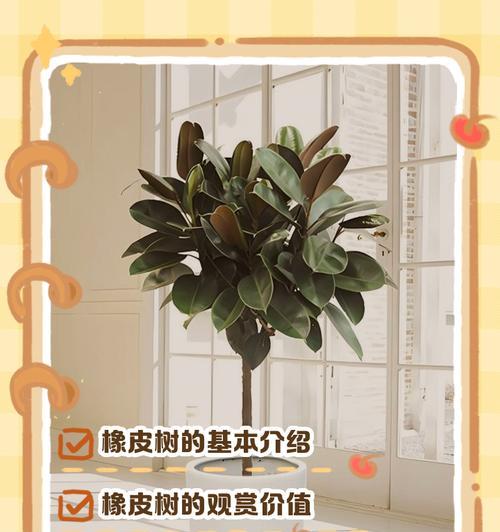 橡皮树移植的最佳时机和方法？