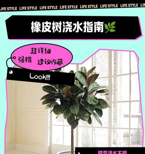 橡皮树移植的最佳时机和方法？