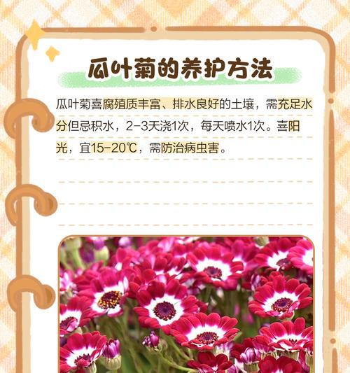 瓜叶菊花后如何处理？怎样促进下一季开花？