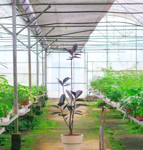 橡皮树用什么样花盆？橡皮树的花盆选择技巧是什么？