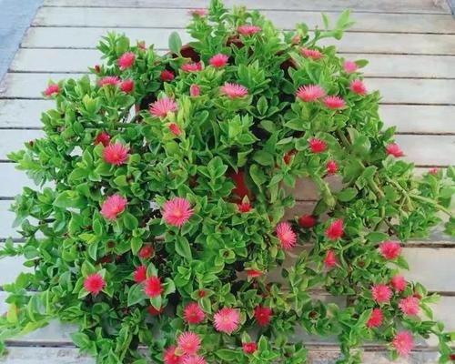 牡丹吊兰适合哪种花盆？选择花盆的建议是什么？