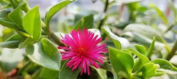 牡丹吊兰适合哪种花盆？选择花盆的建议是什么？