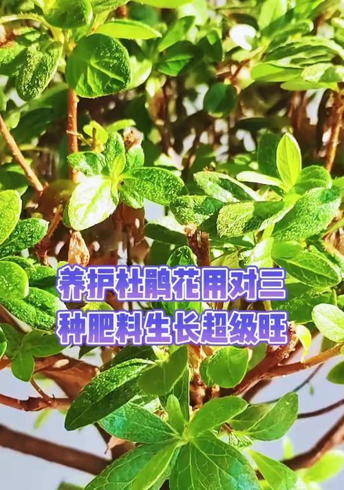 杜鹃花土的配制方法是什么？