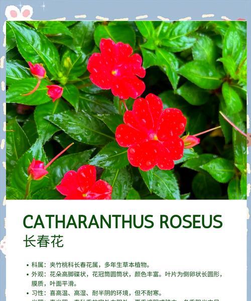 长春花过冬的正确方法是什么？