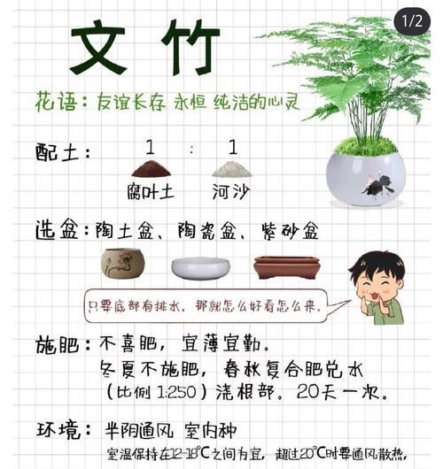 文竹养护技巧有哪些？