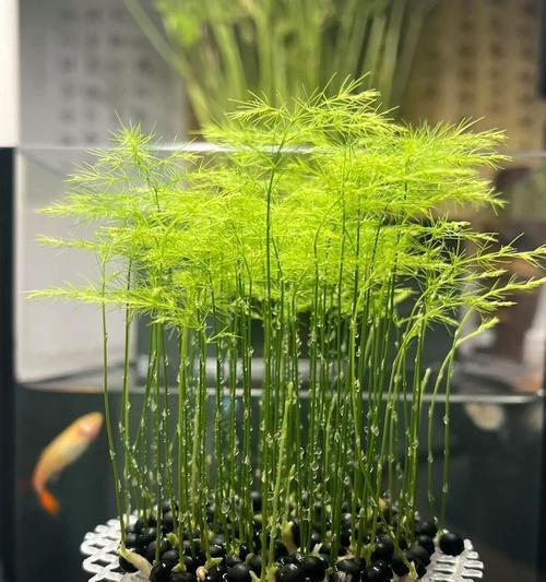 文竹养护技巧有哪些？