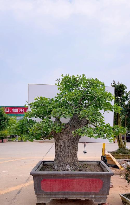 银杏盆景制作的步骤和要点是什么？