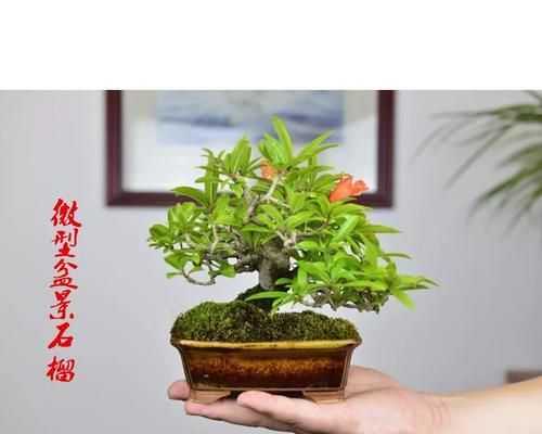 银杏盆景制作的步骤和要点是什么？