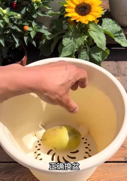 换盆时修根的正确步骤是什么？