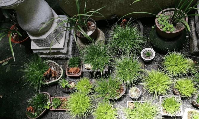 菖蒲在冬天的养殖方法是什么？