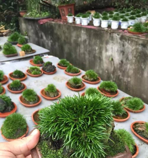 菖蒲在冬天的养殖方法是什么？