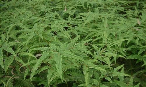 蜈蚣草的正确养殖技巧？