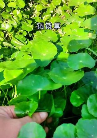 天胡荽的养殖方法是什么？