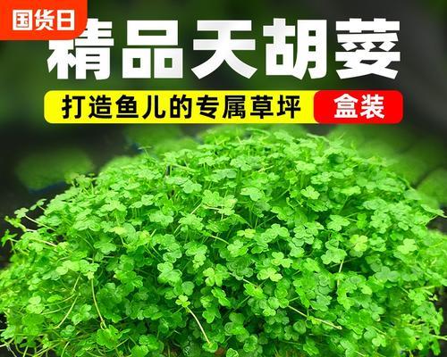 天胡荽的养殖方法是什么？
