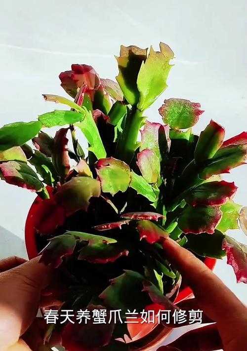 刺梅修剪后如何促进快速恢复？