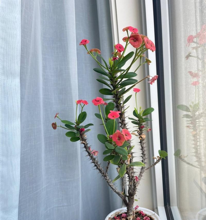 刺梅修剪后如何促进快速恢复？