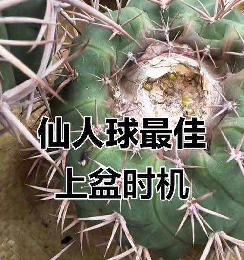 仙人球栽培方法？如何正确栽培仙人球？