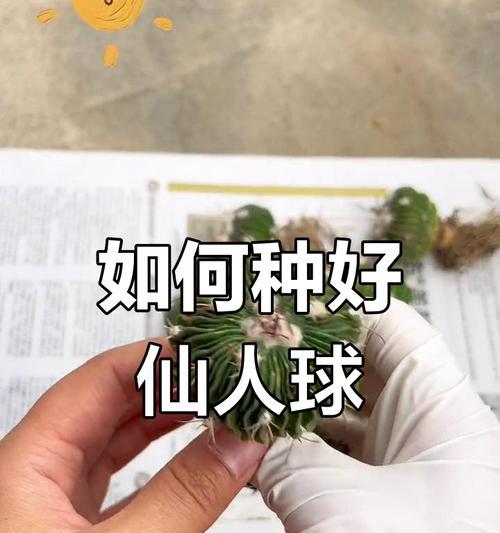 仙人球栽培方法？如何正确栽培仙人球？