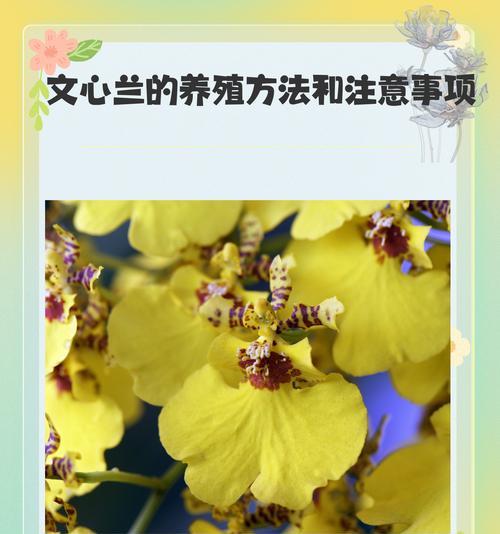 文心兰有哪些品种？文心兰品种的特性及选择方法是什么？