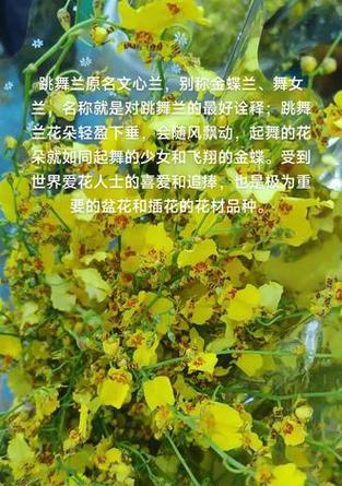 文心兰有哪些品种？文心兰品种的特性及选择方法是什么？