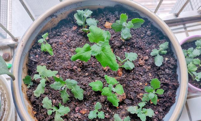 菊花种植的正确步骤是什么？