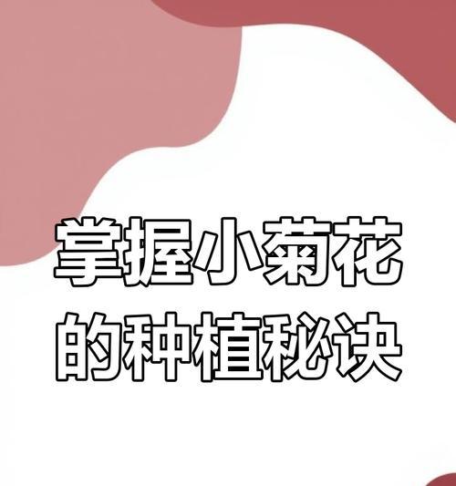 菊花种植的正确步骤是什么？