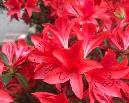 杜鹃花种子发芽的条件是什么？如何促进发芽？