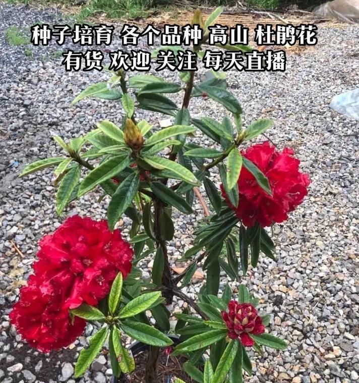 杜鹃花种子发芽的条件是什么？如何促进发芽？