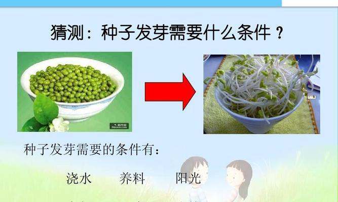 杜鹃花种子发芽的条件是什么？如何促进发芽？