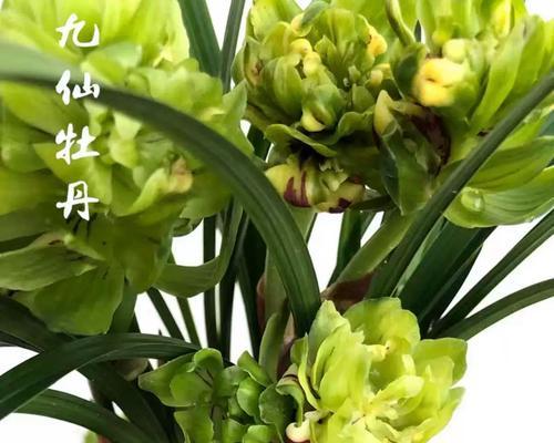 春兰品种有哪些？春兰的分类和特点是什么？