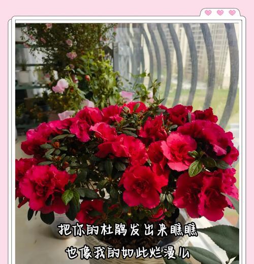 家养杜鹃花的养护要点是什么？