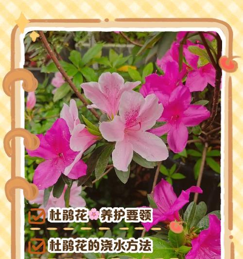 家养杜鹃花的养护要点是什么？