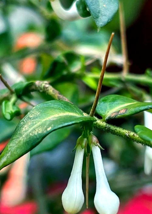虎刺植物修剪技巧有哪些？虎刺修剪需要注意什么？