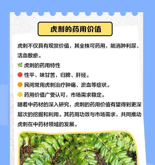 虎刺植物修剪技巧有哪些？虎刺修剪需要注意什么？