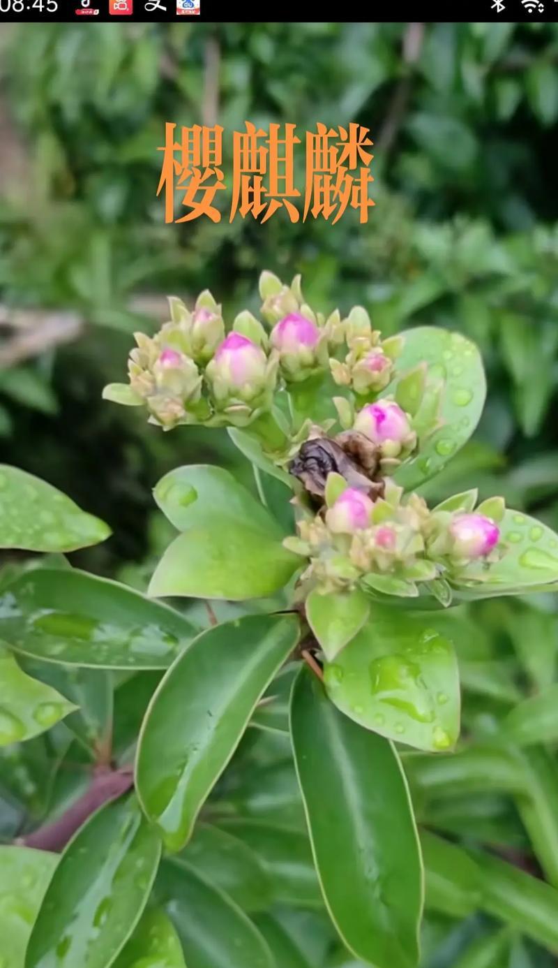 麒麟仙人掌繁殖技巧？如何快速繁殖出更多植株？