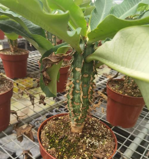 麒麟仙人掌繁殖技巧？如何快速繁殖出更多植株？