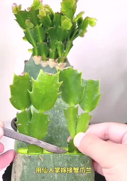 麒麟仙人掌繁殖技巧？如何快速繁殖出更多植株？