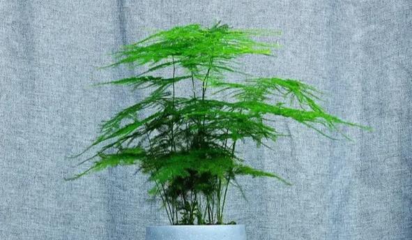文竹叶子干枯了怎么处理？有哪些有效的解决办法？