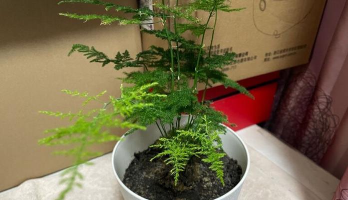文竹叶子干枯了怎么处理？有哪些有效的解决办法？