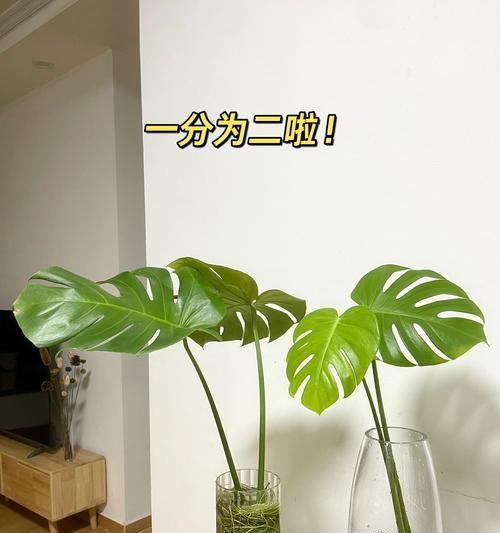 龟背竹的根怎么养护？根部出现问题怎么办？