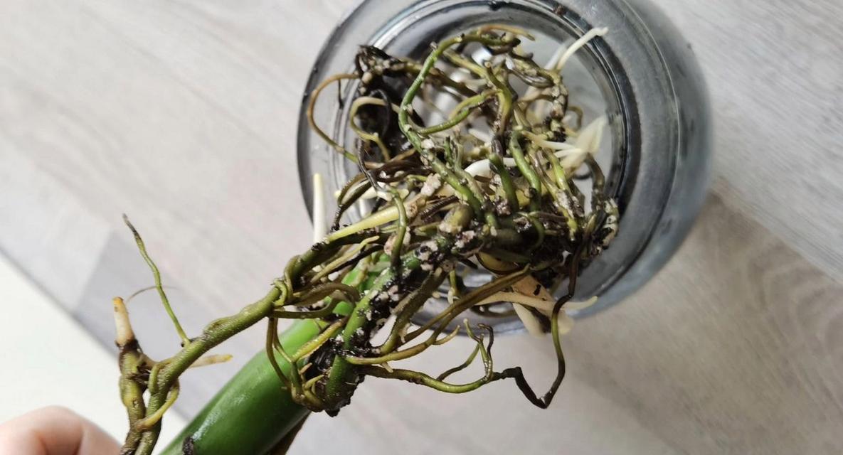 龟背竹的根怎么养护？根部出现问题怎么办？