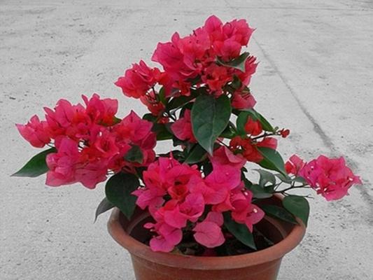 花卉品种的总数是多少？如何分类和了解不同花卉品种？
