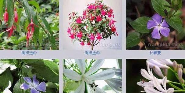 花卉品种的总数是多少？如何分类和了解不同花卉品种？
