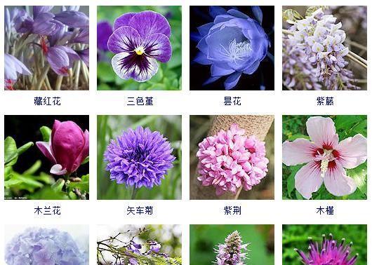 花卉品种的总数是多少？如何分类和了解不同花卉品种？