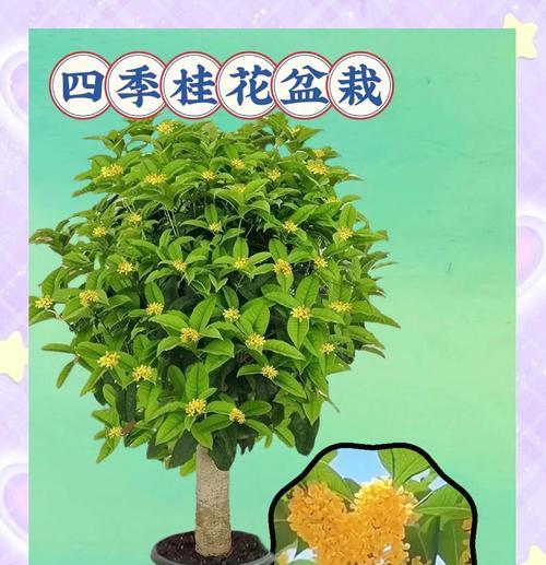 室内盆栽桂花的养护要点是什么？